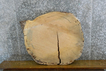 Live Edge Locust Slab, Round Epoxy Project Table Top CLOSEOUT 20727